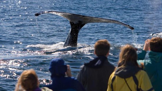 Whale Watching